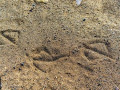 ��ɰ����γɵģ��c�C��ɰ�C��ʲô�^�e��